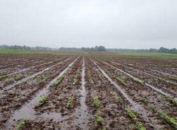 Chuvas em excesso colocam em risco colheita de soja em MS