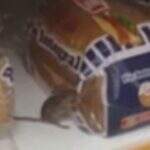 VÍDEO: Cliente flagra rato roendo embalagem e comendo pão em supermercado