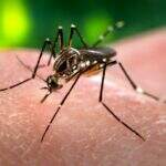 Infectologista diz que um terço dos casos registrados como dengue são zika