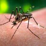 Infectologista diz que um terço dos casos registrados como dengue são zika