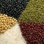 Mercado do milho opera em baixa nesta quarta-feira, confira outros grãos
