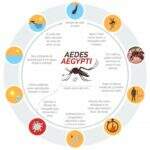 Aedes aegypti: conheça a história do mosquito no Brasil e suas características