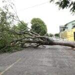 Vento derruba árvore de grande porte que bloqueia via na Capital