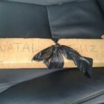 ‘Natal feliz’: motorista tenta fugir e é preso com caminhonete lotada de droga