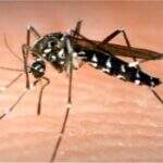Instituto Butantan inicia última etapa de testes da vacina da dengue em humanos
