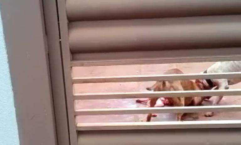 VÍDEO: cães matam cachorro e polícia investiga maus-tratos por dono