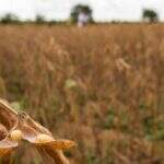 Governo do Estado prorroga prazo para cadastro de áreas destinadas ao plantio da soja