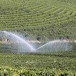 PIB agropecuário cairá 2% com racionamento de água no Sudeste