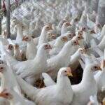 China proíbe venda de aves vivas no Sul por receio da gripe H7N9