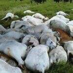 Raio mata 68 cabeças de gado em fazenda no interior do Estado