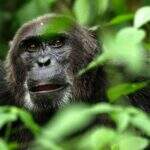 Ebola já matou um terço dos gorilas e chimpanzés no mundo