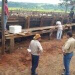 Polícia paraguaia procura suposto gado irregular em propriedade de brasileiro