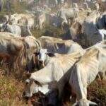 SP: carne bovina encarece e eleva custo de vida em 2014