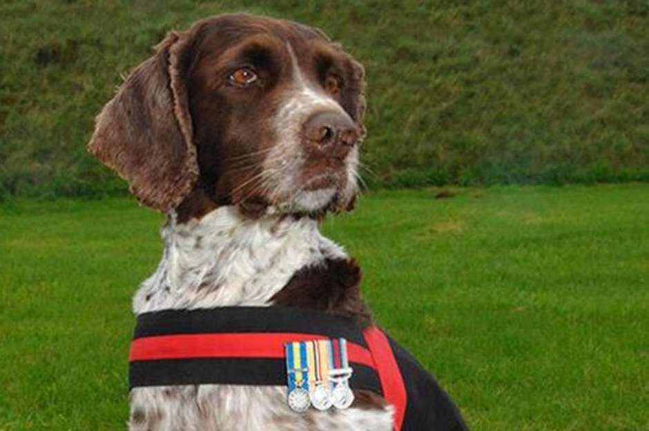 Cachorro herói de guerra morre de artrite no Reino Unido