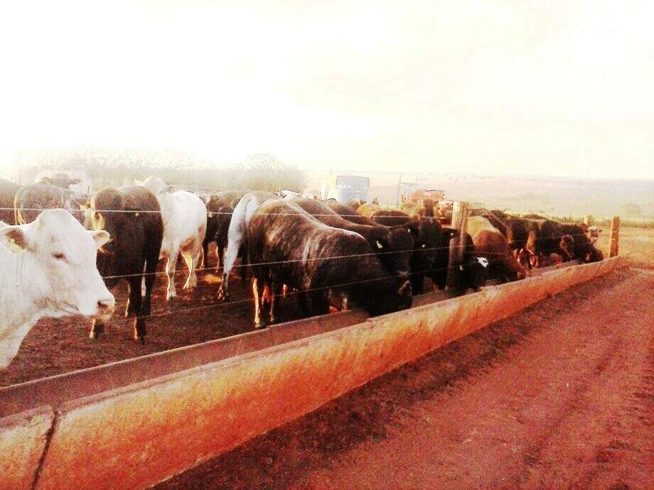 Empresa paulista é multada em R$ 30 mil por de confinamento de gado ilegal