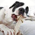 Cachorrinha quase morre engasgada e dona alerta para o perigo do osso artificial