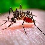 Secretaria de Saúde confirma caso de chikungunya em Corumbá