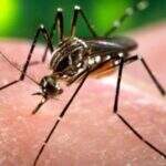 Mato Grosso do Sul registra segundo caso de febre chikungunya