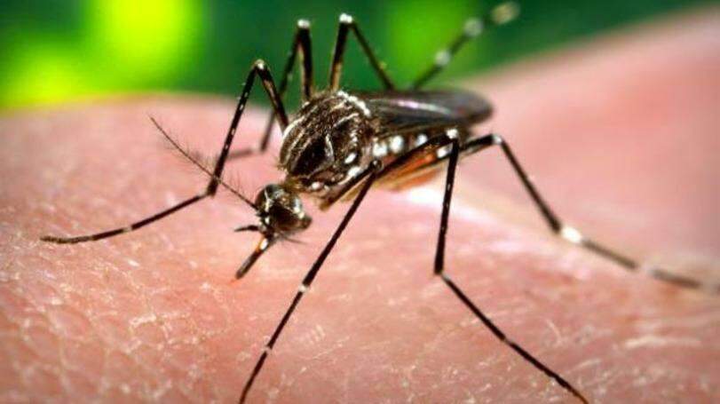 Mato Grosso do Sul registra segundo caso de febre chikungunya