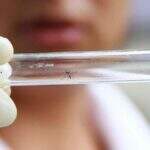 Número de notificações de dengue cresce e já passa de 28 mil no Estado