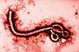 Cientistas portugueses descobrem especificidades genéticas do vírus ebola