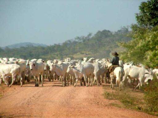Durante vacinação bovina, pecuarista denuncia sumiço de 300 animais em MS
