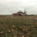 Ventos e chuva destroem pelo menos 2 mil hectares de plantações em MS