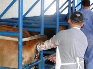 Curso de inseminação artificial de bovinos é ministrado em Campo Grande