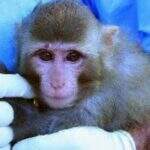 Vacina contra aids mostra resultados promissores em macacos
