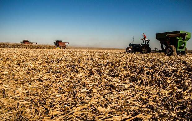 Chuva atrasa colheita do milho safrinha em MS, mas não compromete produtividade