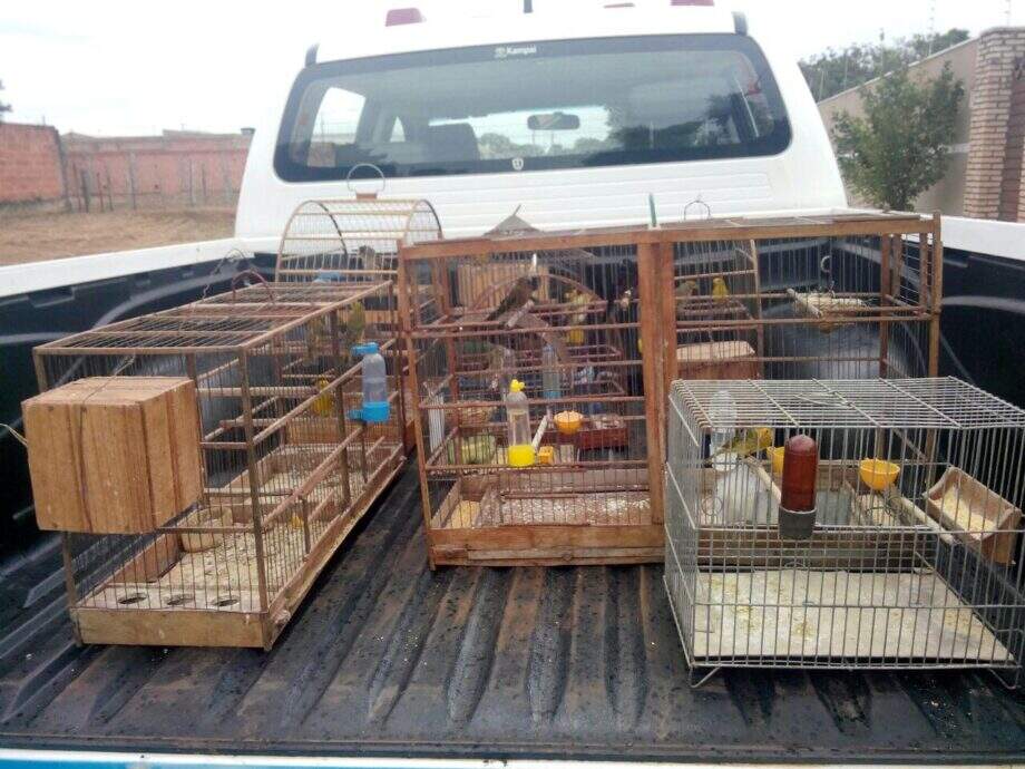 Traficante de aves silvestre é preso e multado em R$ 9 mil pela PMA
