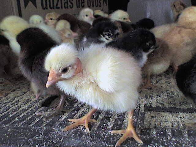 Pintos de granjas dos EUA são enviados até para Brasil para escapar de gripe aviária