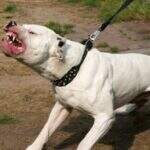 Pit bull invade quintal de casa e mata cachorro de estimação