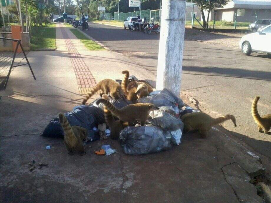 Quatis são flagrados ‘fazendo a festa’ no lixo do TRE-MS em Campo Grande