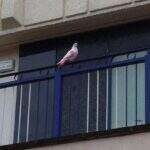 Mistério das “pombas pink” gera curiosidade no Reino Unido