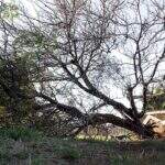 Árvore de 15 metros fecha via pública em Campo Grande há três dias