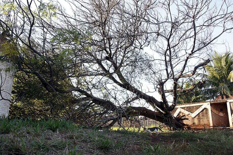 Árvore de 15 metros fecha via pública em Campo Grande há três dias