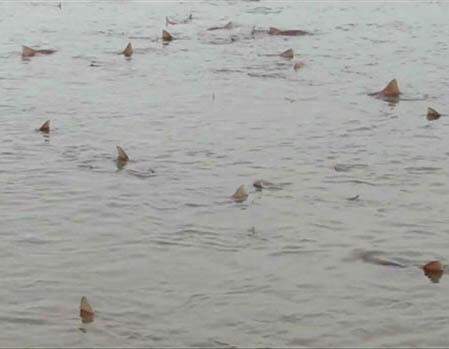 Dezenas de tubarões aparecem em praia rasa de reserva ecológica na Inglaterra