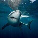 De novo? tubarão branco ataca e fere surfista de 52 anos