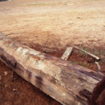 Fazendeiro é multado por extração ilegal de madeira em MS