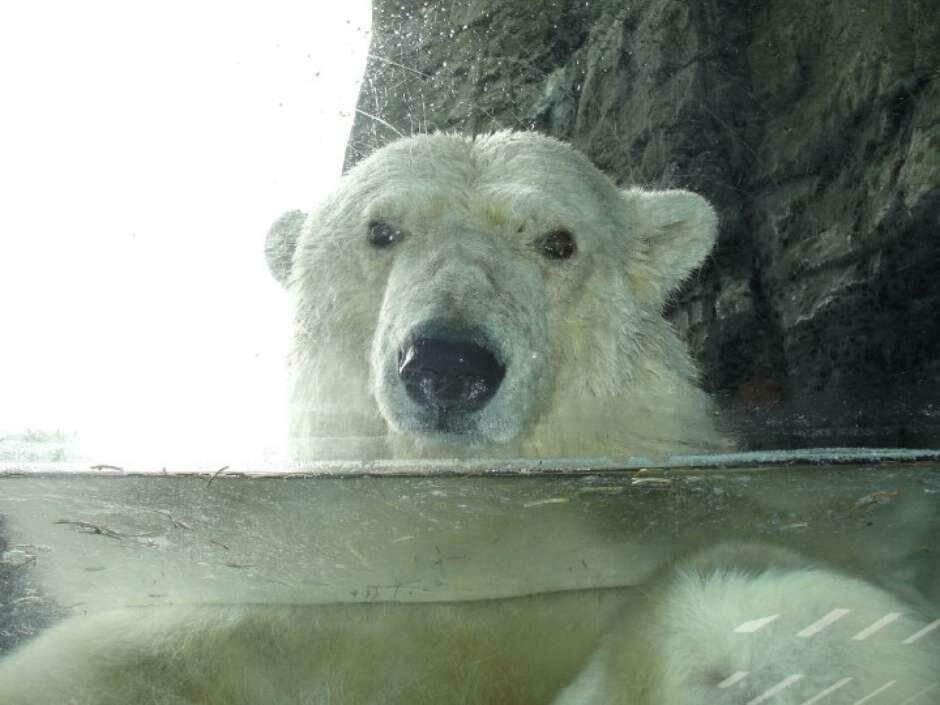 Urso polar não se adapta à falta de comida, diz estudo