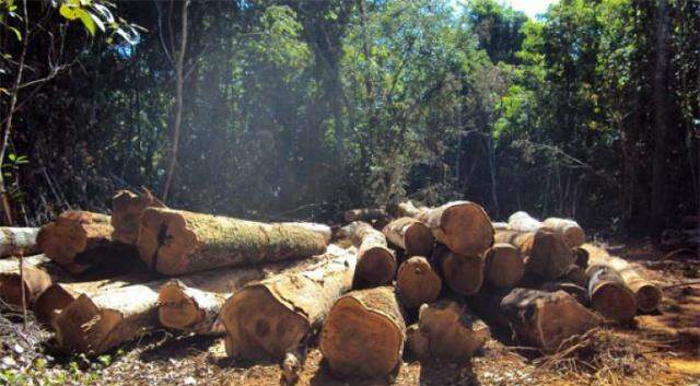 PMA autua fazendeiro em R$ 8,2 mil por armazenamento de madeira protegida