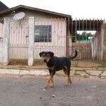 ‘Um dó danado’: cachorro abandonado sensibiliza moradores na Capital