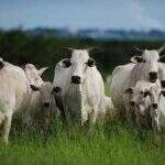 Conselho do FCO determina valores de financiamento para compra de fêmeas bovinas