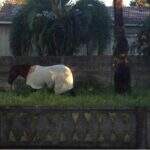 Cavalo é flagrado ‘agasalhado’ em manhã mais fria do ano no Paraná