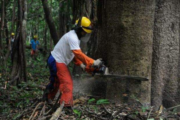 Governo brasileiro abriu mão de combater desmatamento, diz Greenpeace