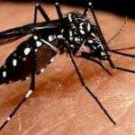 Dengue chega a um milhão de casos notificados no país