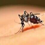 Saúde confirma segunda morte por dengue no ano em Campo Grande