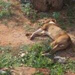 Policial civil mata pitbull que invadiu residência e alega legítima defesa
