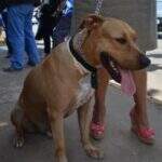 TRF3 proíbe eutanásia em cães com leishmaniose em Campo Grande